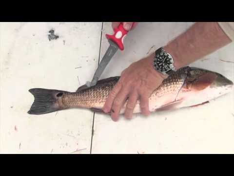 Video: How To Slice Red Fish