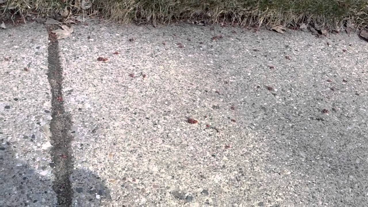 Squirrel gets head stuck in yogurt cup! Funny! YouTube