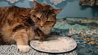 Catnip Bliss: Watch This Adorable Feline Go Wild! screenshot 3