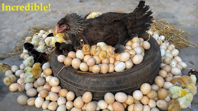 Tukli etuk mushuk video