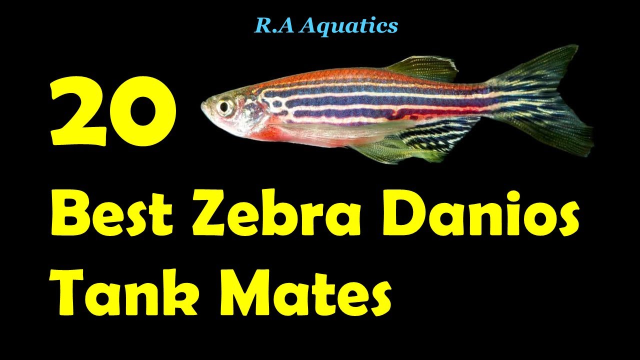 Top 20 Zebra Danio Tank Mates 20 Best Zebra Danio Tank Mates Zebra