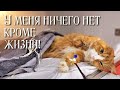 💔Кто-то обидел кота лишив конечности/ но беда одна не приходит😭/help save the cat