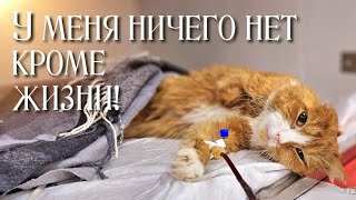 💔Кто-то обидел кота лишив конечности/ но беда одна не приходит😭/help save the cat by Спасение бездомных животных Приют Дари добро Нск 21,000 views 3 months ago 8 minutes, 43 seconds