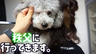 🐶犬と行く秩父車中泊の旅。準備編。【トイプードルのグリィ】【dog】【toy poodle】