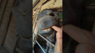 上唇を上手に使うお馬さん【渋川動物公園】お返しに遊んでくれる道産子ドンちゃん #horse #馬 #shorts