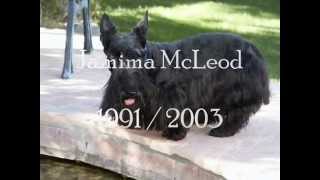 Our Rainbow Bridge Scotties - 1991 to 2008