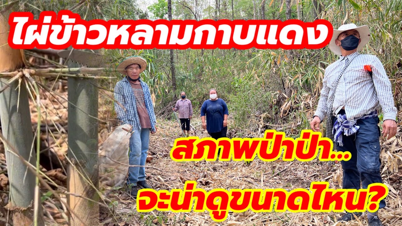 ไผ่ข้าวหลามกาบแดง…สภาพป่าป่า…จะน่าดูขนาดไหน???