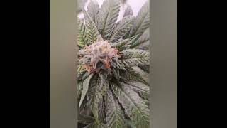 check out a look into some new phenos in my perpetual pheno hunt room.