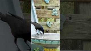 The early bird gets the worm #birds #commongrackle #birdbath #earlybirdgetstheworm #birdwormbirdbath