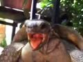 Beginning of video