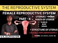 Uterus(गर्भाशय) , Parts of uterus , Structure of uterus &amp; Blood, Lymph , Nerve supply