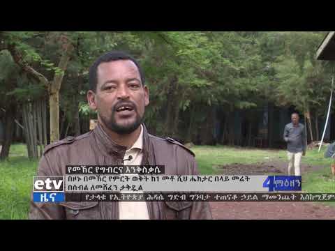 ቪዲዮ: በመኸር ወቅት ፒዮኒዎችን መንከባከብ እና ለክረምቱ መዘጋጀት (15 ፎቶዎች) - በየካቲት ውስጥ የተገዙትን አበቦች በቤት ውስጥ እስከ ፀደይ ድረስ እንዴት ማቆየት እንደሚቻል? እነሱን እንዴት መቁረጥ እና ለክረምቱ ማዘጋጀት? ፒዮኒዎችን እንዴት ይሸፍኑ?