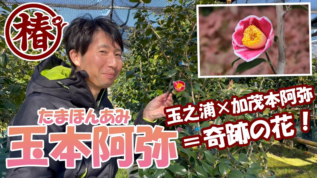 椿の開花速報・発売間もない花【玉本阿弥・たまほんあみ】咲きました