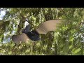 Flying Mobile Bird Laser Cut Design DIY Wooden Flying Bat 