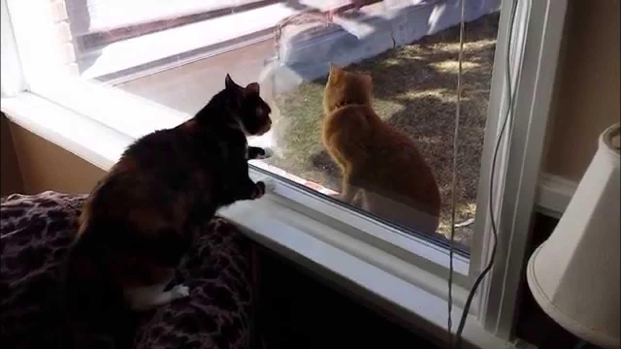 Cat Freaking Out - YouTube
