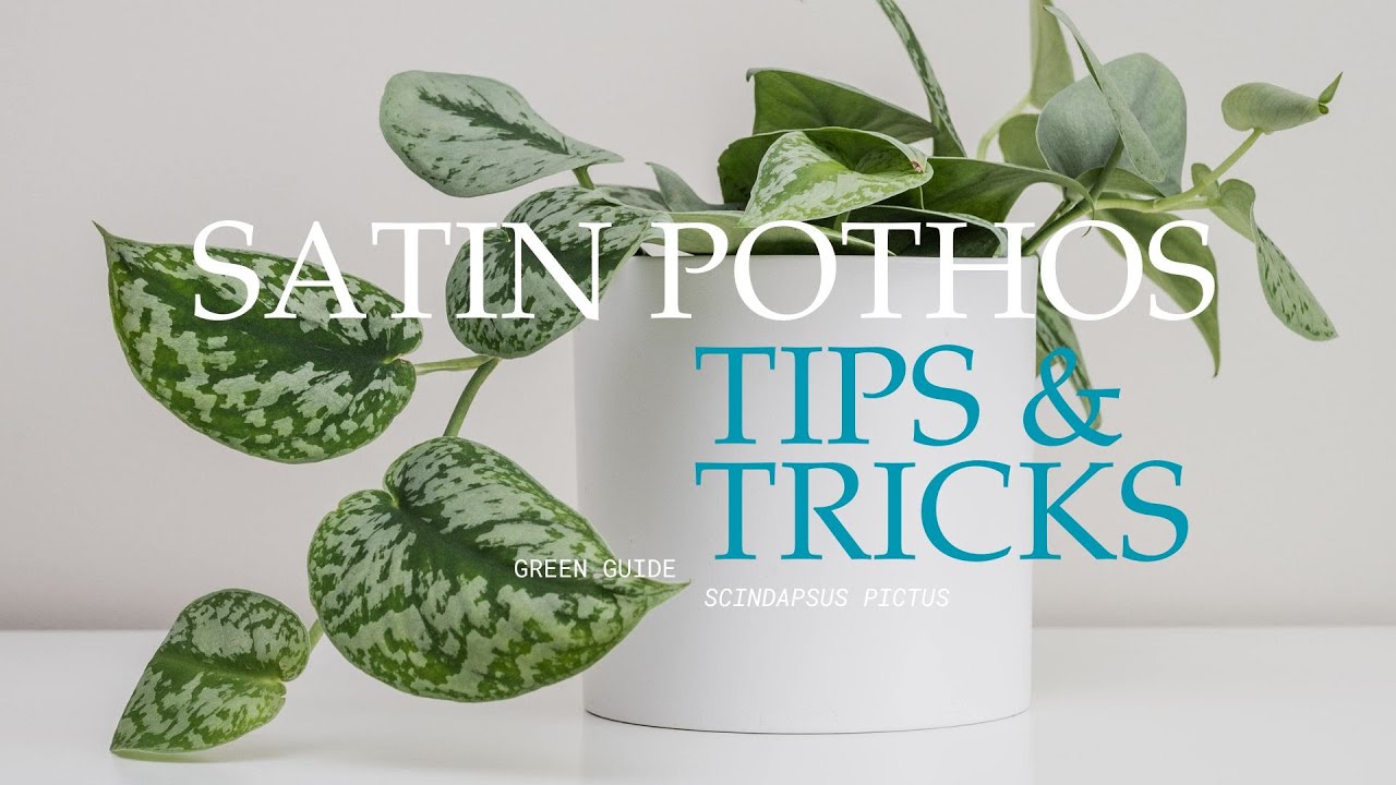 Satin Pothos Tips & Tricks by Focus New York