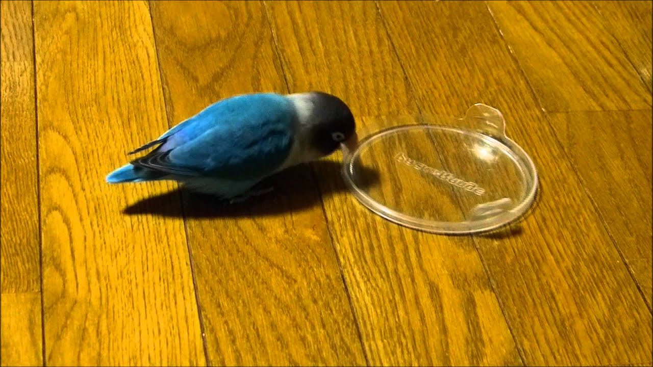 容器のフタを運ぶブルーボタンインコ（ Nyasa Lovebird・agapornis lilianae ）【HD】 