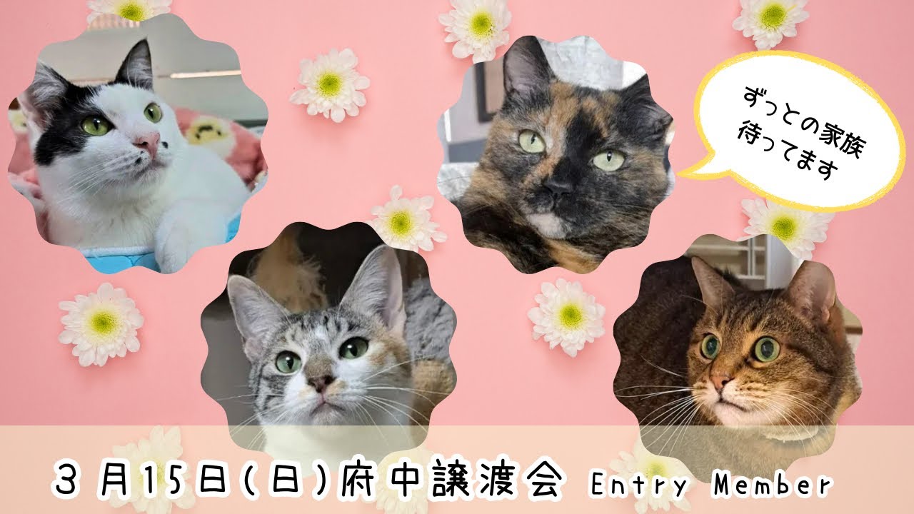 譲渡会】3月15日（日）は保護猫譲渡会です。【ラブハピ】 - YouTube