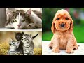 💖 🐱 🐶 Cute and Funny Dogs and Cats Compilation, Try Not to Laugh, November 2020 💖 🐱 🐶