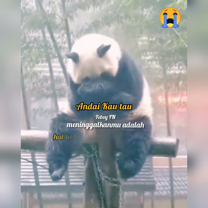 Story WA |Sad Panda 30 Detik #Shorts