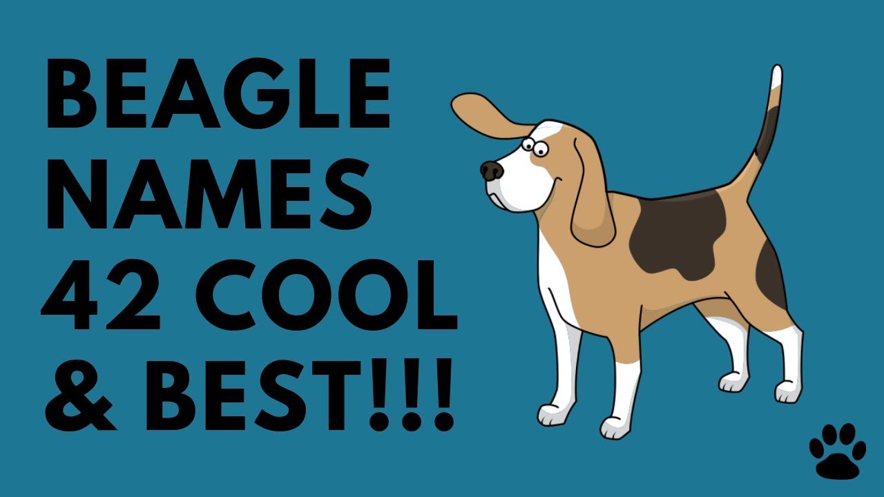 cute girl beagle names