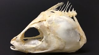 Milk Fish Skull Chanos chanos