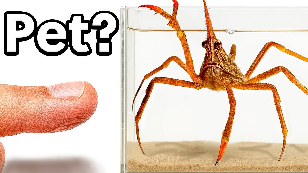 I Got a GIANT Sea Spider as a Pet (Yes, Really)