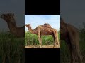 الضمور في الإبل اسبابه وعلاجه 