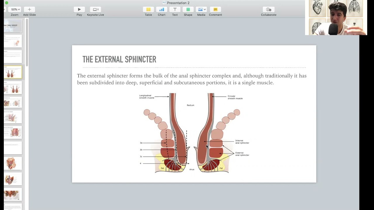 Anal Canal: Part 1 - General Surgery Course (4th + 6th Stages)