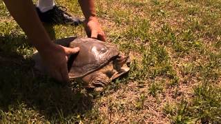 soft shell turtle... Scott great animals backyard