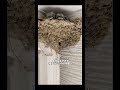 ツバメ一家が引っ越してきた！