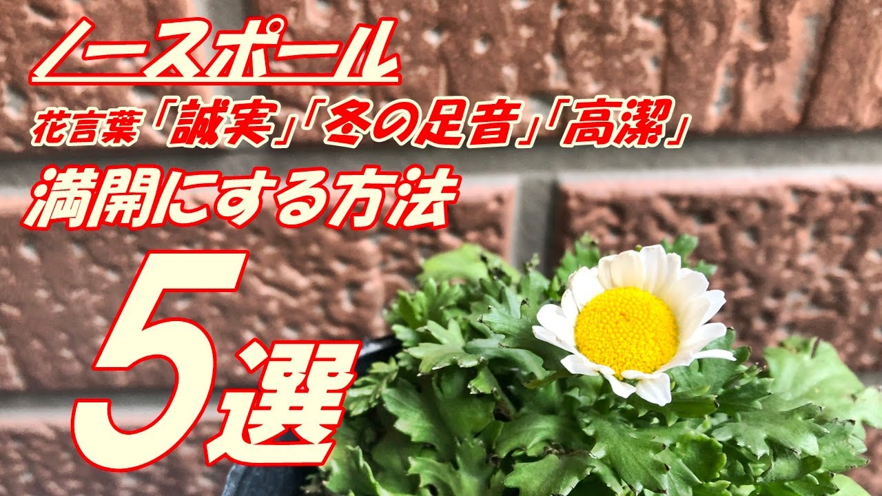 花】ノースポールの育て方・植え付け - YouTube