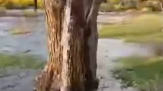 чудо!!! вода потекла прямо из дерева!