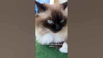 Почему нельзя кричать на кошку и наказывать ее❗️