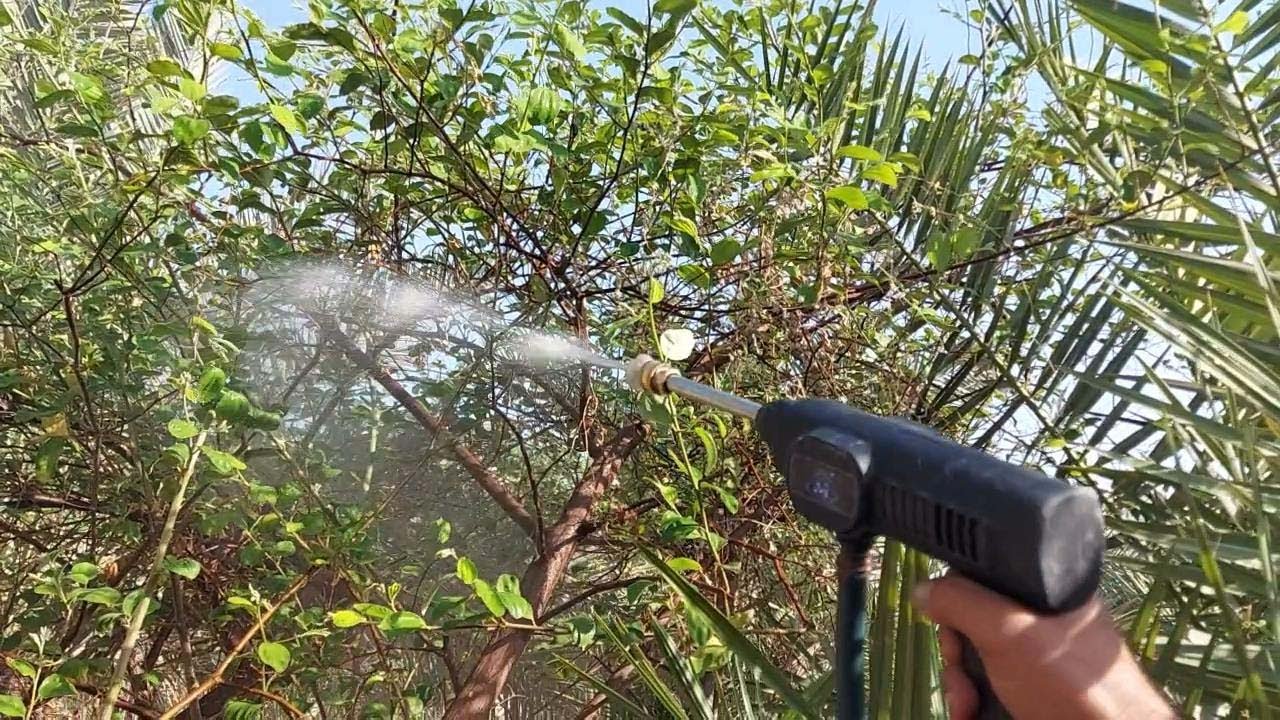 مثبت ازهار السدر والعنايه في فترة التزهير #السدر_التفاحي