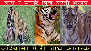 ७४ बर्षका बृद्धले यसरी लडे बर्दियामा बाघ संग || Tiger Kanda || Bardiya Bagh Kanda || Tiger in Nepal