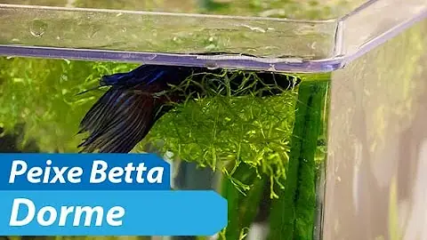 Como saber se o peixe Betta está dormindo?