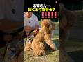 大きすぎるお姉さんに恋したわんこ