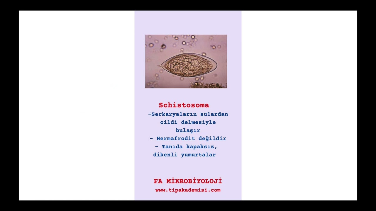 FA 5DK YENİ 3 (SCHISTOSOMA)