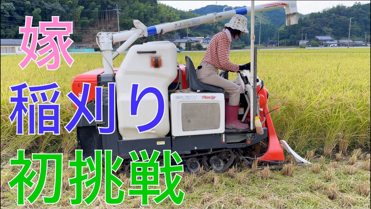 2024 米作り28】稲刈り（一日目）嫁コンバイン初挑戦だぞ 