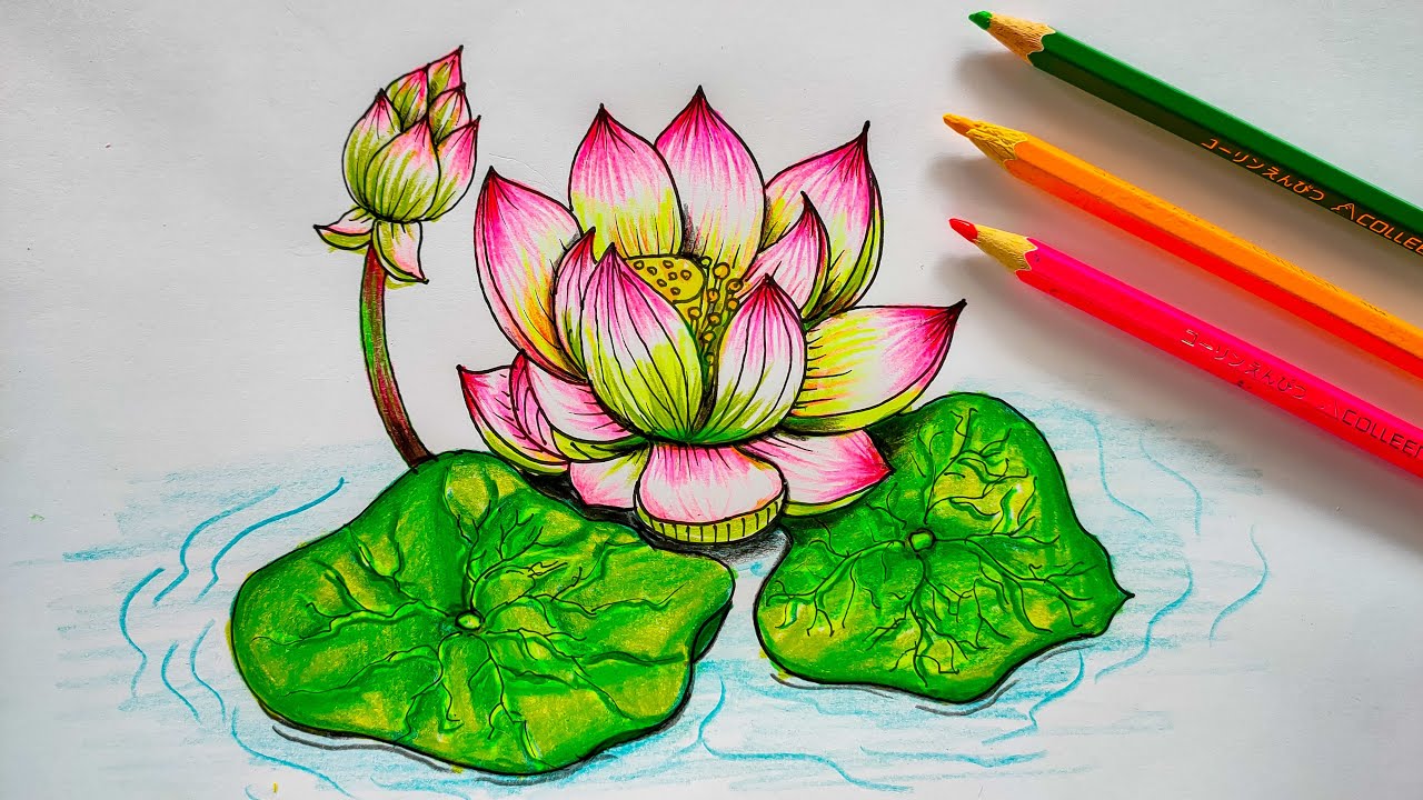 วาดภาพดอกบัว  How to draw Lotus flower