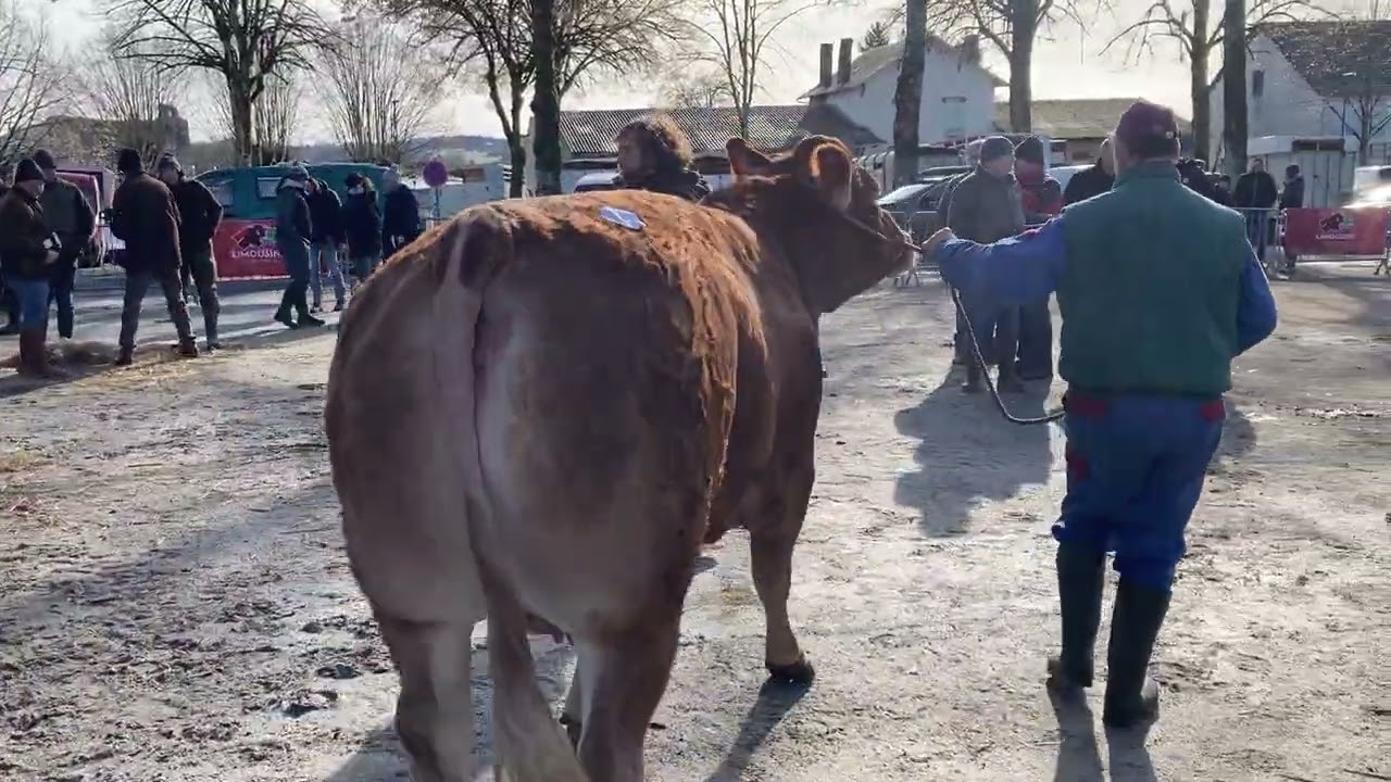 1 - MAFIOSA - GAEC PIMPIN