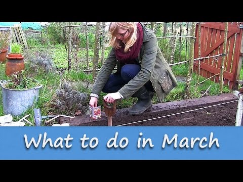 Jobs to do in the Allotment Garden - March