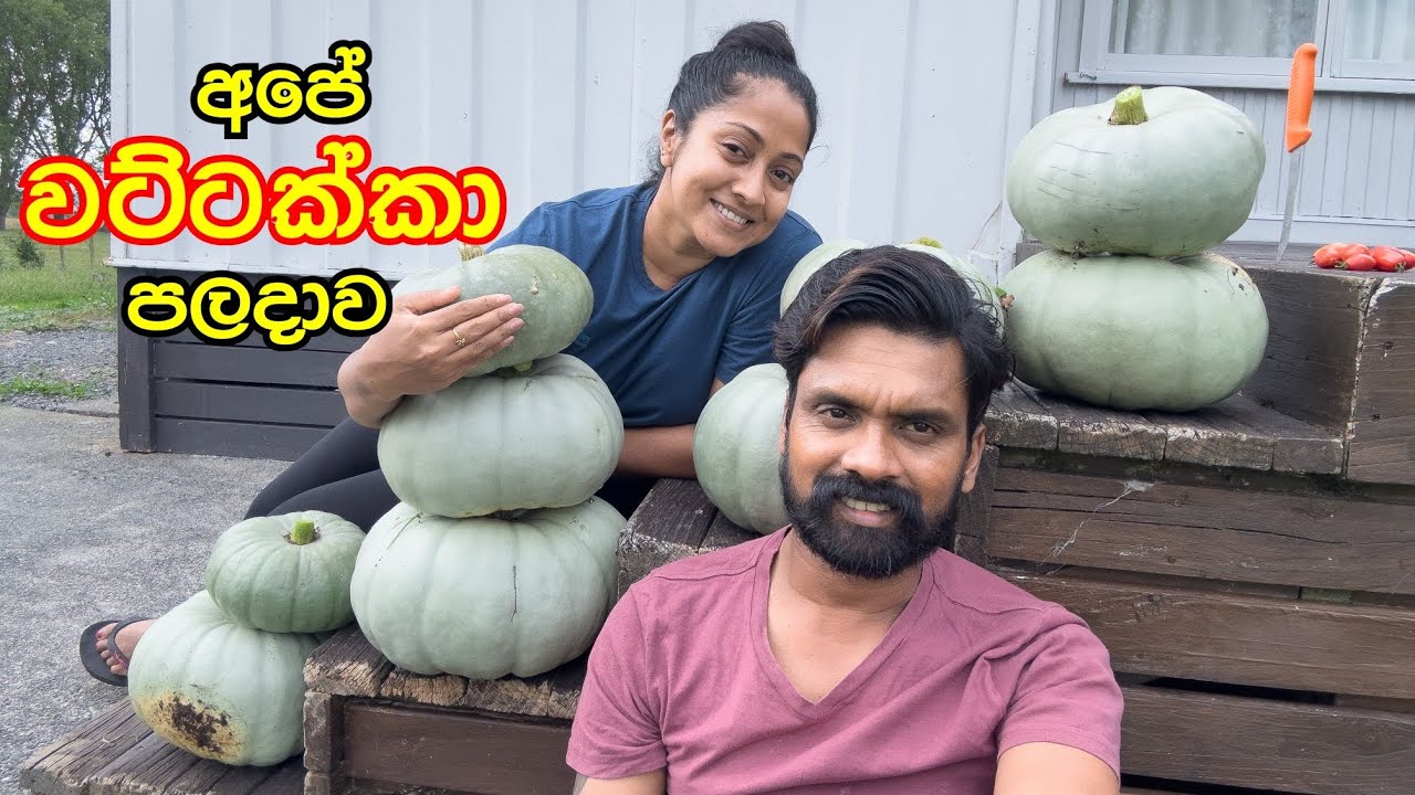 මං මෙතෙක් දැකපු යෝධ වට්ටක්කා ගෙඩියත් අපේ වත්තේන්  කිලෝ ගාණක වට්ටක්කා පලදාව 🙊🇳🇿  @dilinithrimanna