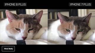 Iphone 8 Plus Vs Iphone 7 Plus : Camera Comparison