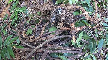 Cây Na Rừng | Ngũ Vị Tử Nam | Vị Thuốc Quý  Chữa Bách Bệnh