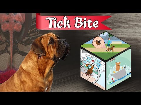 Photos of dog tick bites