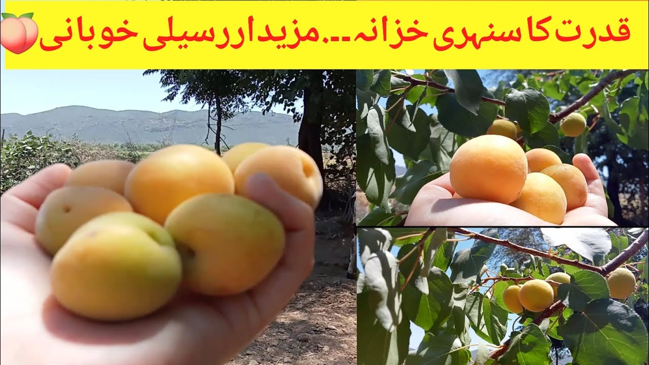 Homegrown Apricot Harvesting VlogKhubani ki kashtخوبانی کے فائدے