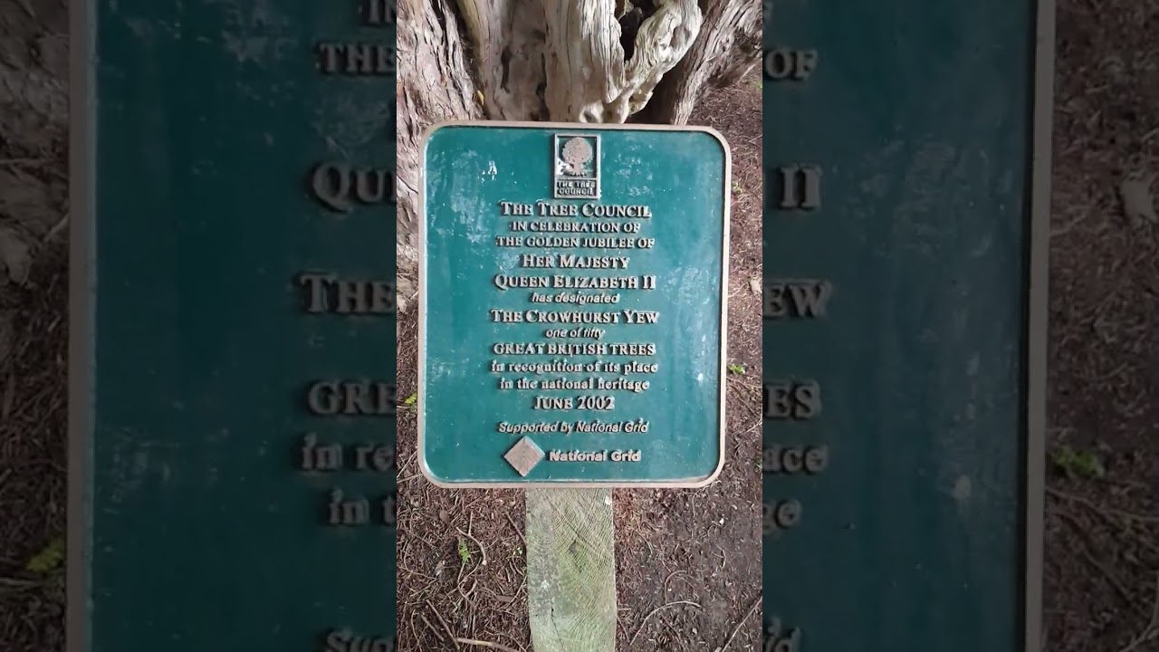 Crowhurst Yew Tree! One of the oldest trees in the UK approx 4000 years old. 