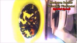 Mealworm Beetles Timelapse #45,816 301